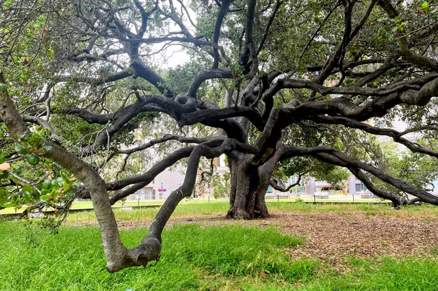 Frank H. Ogawa Plaza