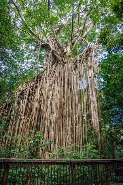 Curtain Fig Tree