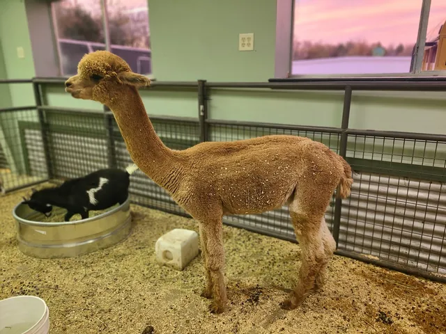 PAWsitively Wild Animal Encounters