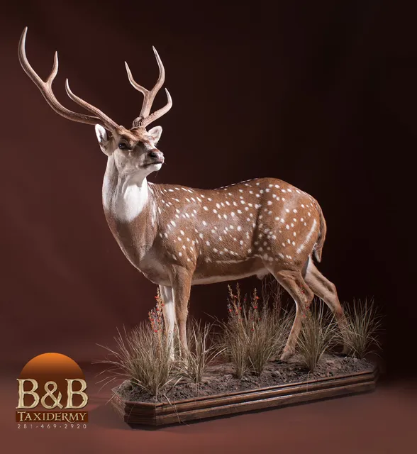 B & B Taxidermy