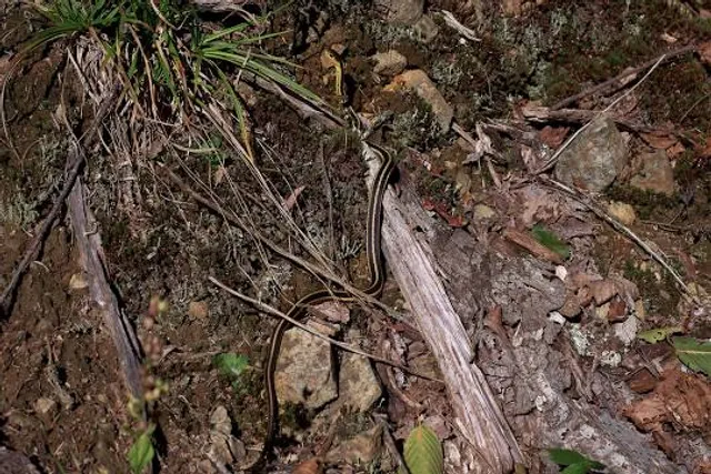 Đại Tòng Lâm Tam Bảo Sơn