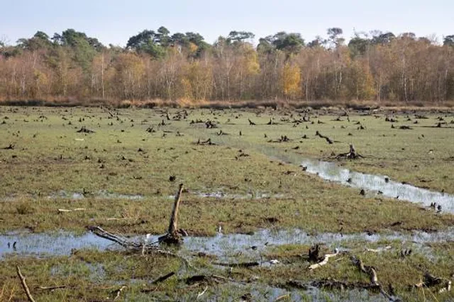 "Venner Moor" Nature Reserve