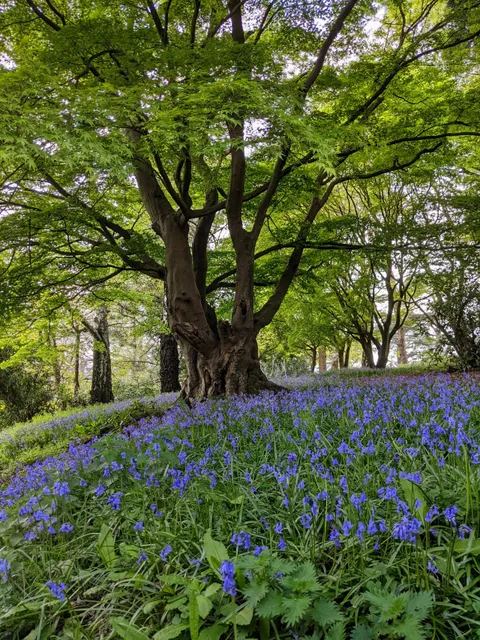 Tortworth Forest Centre & Arboretum