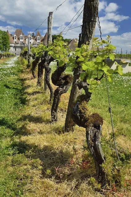 Château de Monbazillac