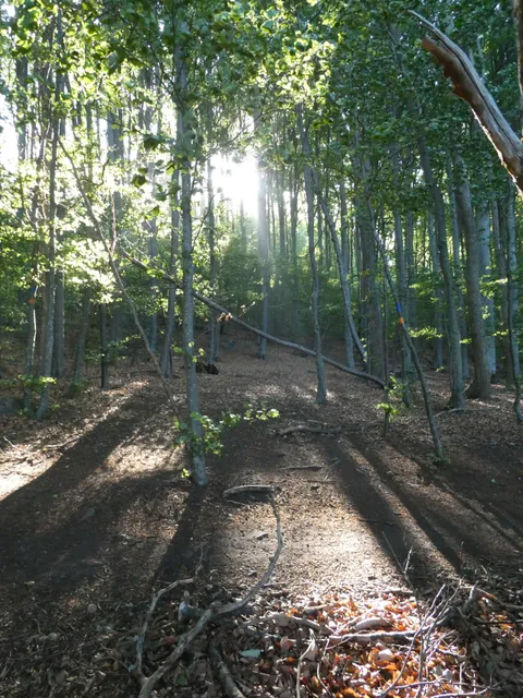 Ombergs bokskog naturreservat