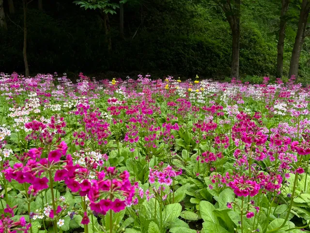 Kujukutani Forest Park