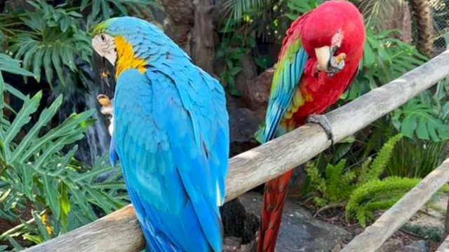 Zoo Casa das Araras - Zoológico Parque das Aves Maringá