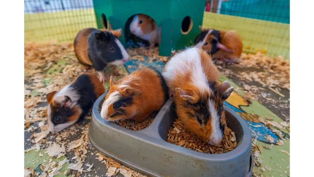 ZOO-mini | Контактный зоопарк Новокосино | Мини - зоопарк