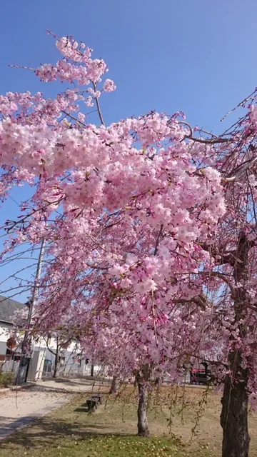 Bungotakadashi Central Park