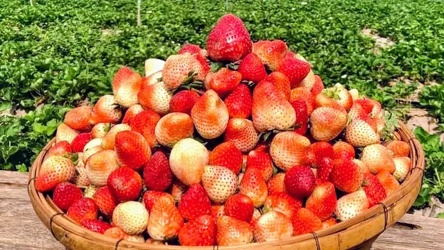 Wongwan Strawberry Farm