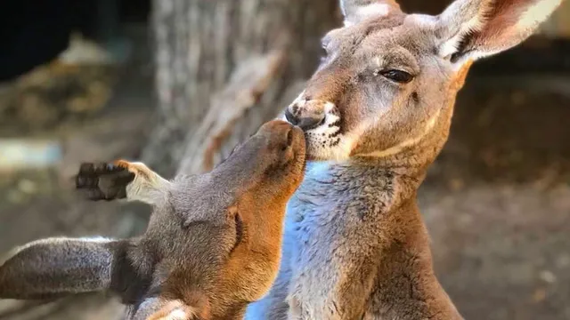Kangaroo Sanctuary South Australia Inc