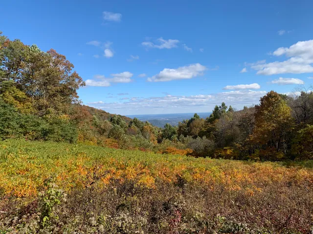 Rapidan Wildlife Management Area - Middle River Tract