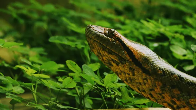 CEA (Centro Experimental Amazonico)