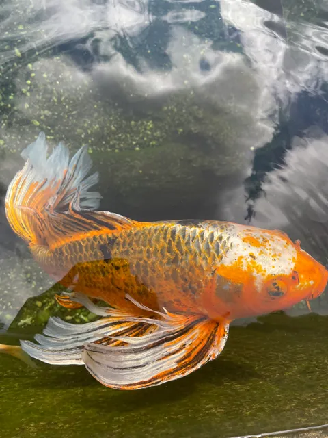 Naturalium (Muséum de Besançon)