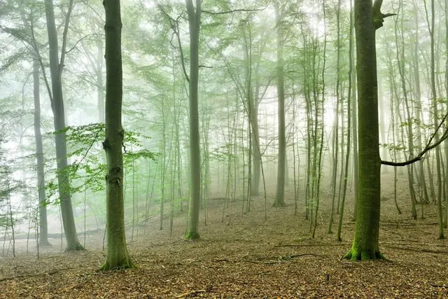 Serrahner Wald (Carpin)