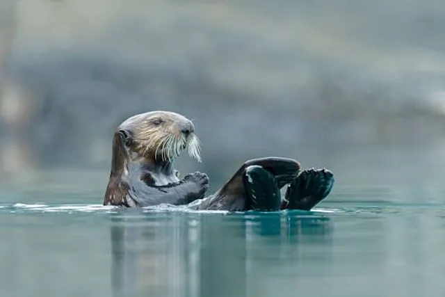 Natural History Museum of the Bieszczady National Park