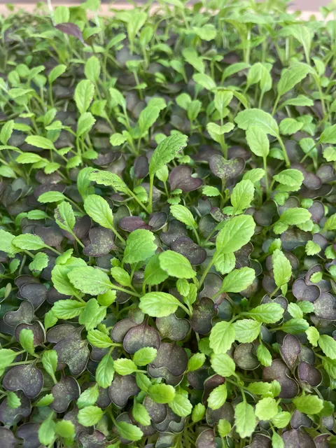Tiny Leaf Microgreen Farm