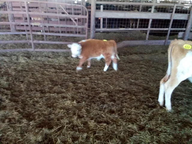 Hubbard Livestock Markets LLC