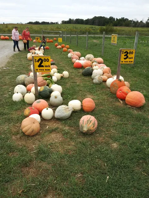 Pumpkin Patch