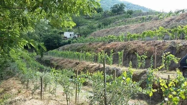Nocerino Vini Di Nocerino Marco Vincenzo