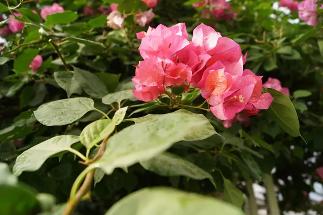 photo-1