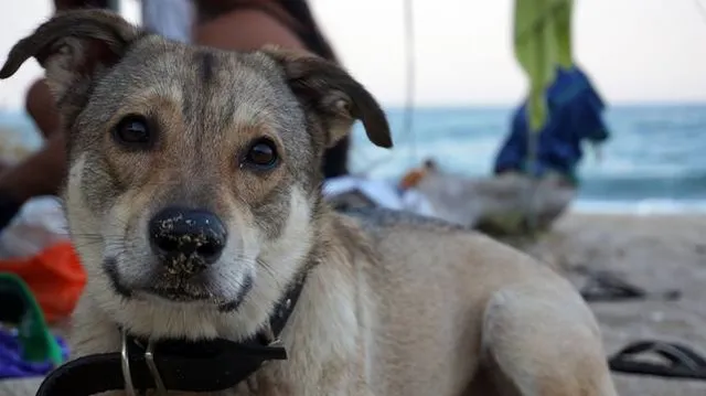 Obzor Beach - the place of D. Kamenov