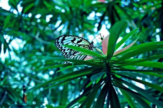Cockrell Butterfly Center