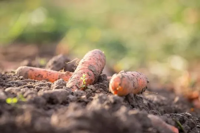 Una Biological Reserve