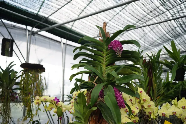 Vườn lan Berry (Nhà vườn Berry)