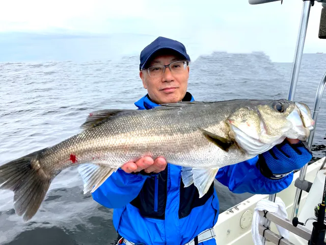 反町シーバスガイド