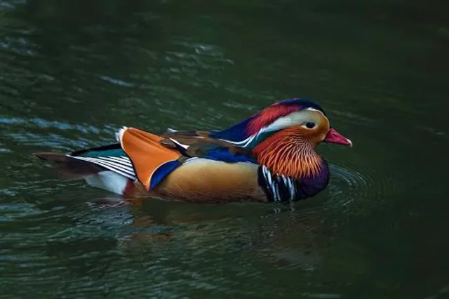 Giardini della Villa Reale