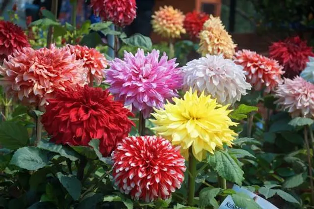 photo-2