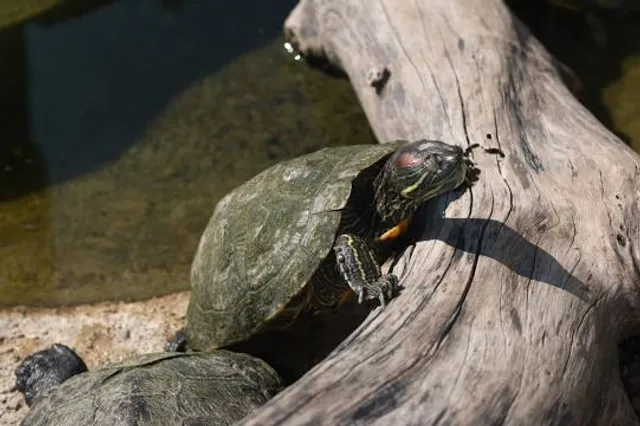 Westman Reptile Gardens