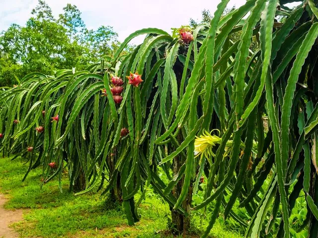 Maui Dragon Fruit Farm