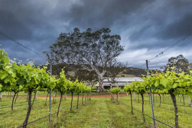 Mount Majura Vineyard