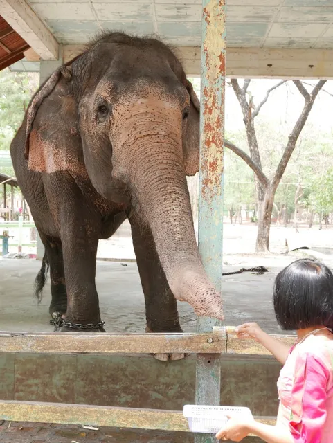 တိရစ္ဆာန်ဥယျာဉ် (ရတနာပုံ)