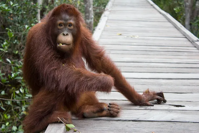 Orangutan tour / Tanjung Puting tour by Varada Borneo Tour & Travel