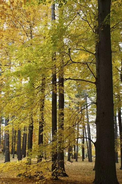 Lake George Battlefield State Park