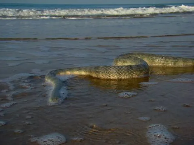 Serpent of the Ocean
