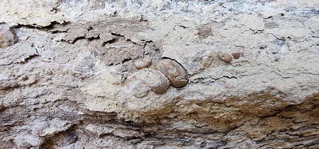 Graf Fossil Site