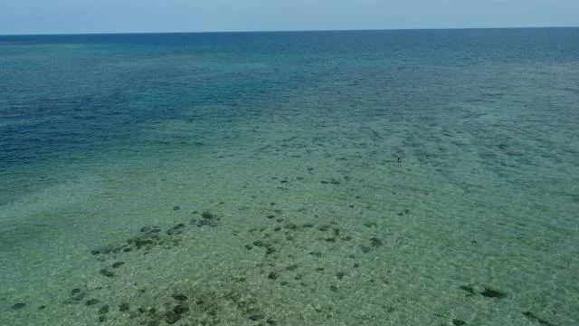 Isla de Enmedio Monkey Fish