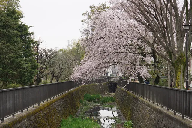 Nerima Kuritsu Oizumiigashira Park