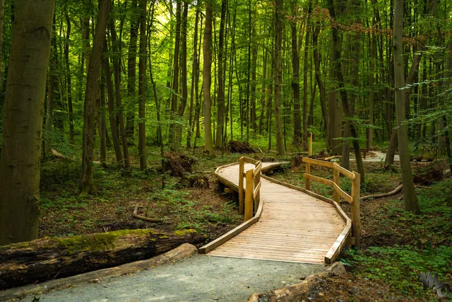 Waldpromenade Nationalpark Hainich