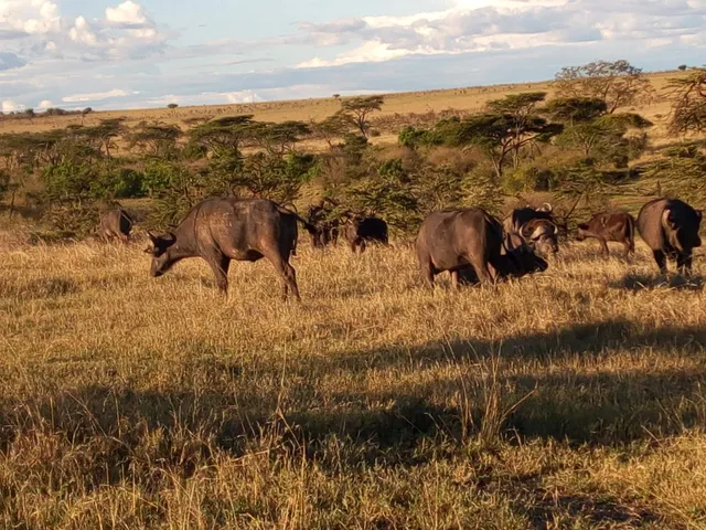 Naboisho Conservancy