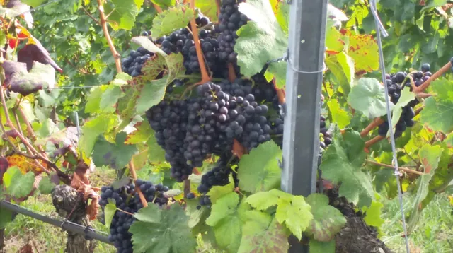 Wander- & Erholungsgebiet - Heuchelberger Wald