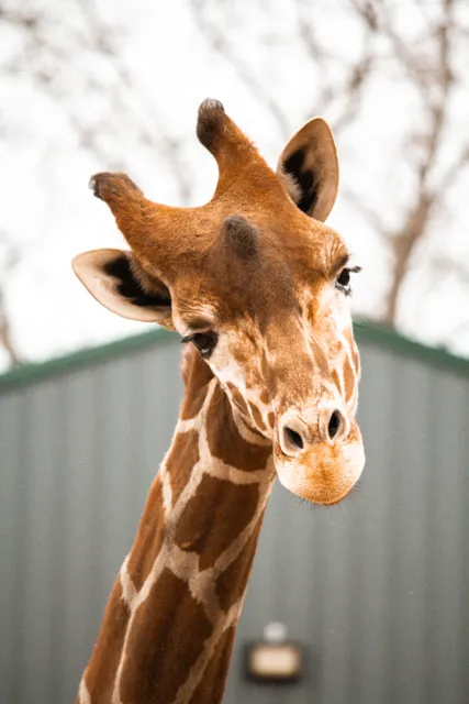 Southland Safari (by reservation only)