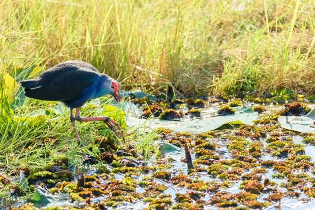 Chorakhe Mak Reservoir No Hunting Area