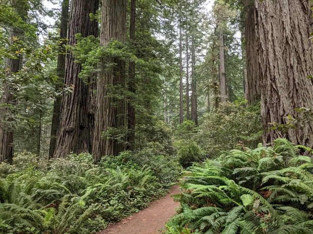 Redwood National Park