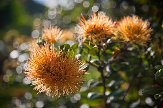 Amy Greenwell Ethnobotanical Garden