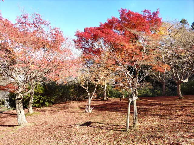 Reimei-no-Sato Night Scenic Spot